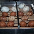 Inkubator: 4 jaja orła (duże, jasne) i 11 jaj sokoła wędrownego (mniejsze, brązowe)