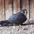 Sokoł wędrowny (Falco peregrinus) - samica wysiadująca jaja