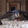 Sokoł wędrowny (Falco peregrinus) - samica wysiadująca jaja