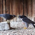 Sokół wędrowny (Falco peregrinus) - rodzic karmiący młodego ptaka
