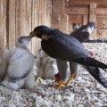 Sokoły wędrowne (Falco peregrinus) - rodzic karmiący młodego ptaka