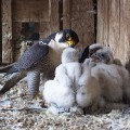 Sokoły wędrowne (Falco peregrinus) - rodzic karmiący młodego ptaka