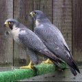 Sokoły wędrowne (Falco peregrinus) - para hodowlana