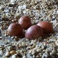 Sokoł wędrowny (Falco peregrinus) -  jaja na gnieździe