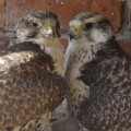 Raróg (Falco cherrug) - para lęgowa
