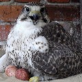 Raróg (Falco cherrug) - samica wysiadująca  jaja