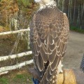 Raróg (Falco cherrug)