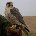 Raaróg górski (Falco biarmicus) - dorosły