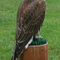Raróg (Falco cherrug)