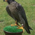 Sokół wędrowny (Falco peregrinus) - dorosły