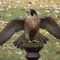 Sokół wędrowny (Falco peregrinus) - dorosły