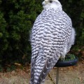 Białozór (Falco rusticolus)
