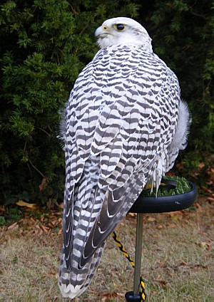 Białozór (Falco rusticolus)