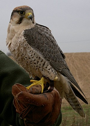Raróg górski (Falco biarmicus)