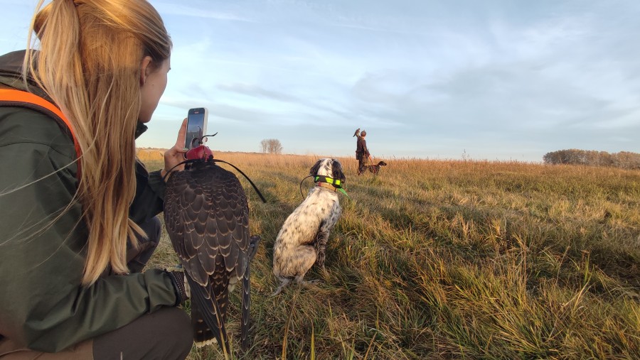 Fotorelacja sokolników z psami sokolniczym na 49 Międzynarodowych Łowach z Sokołami