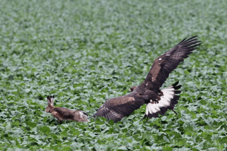 Ptak drapieżny atakujący zająca podczas polowania sokolniczego.