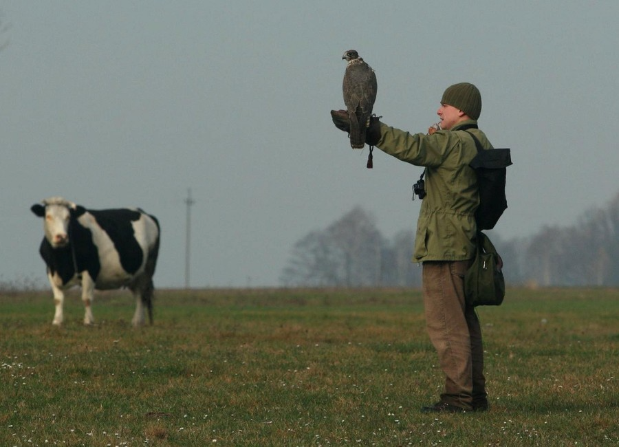 Sokolnik z ptakiem drapieżnym na rękawicy, stojący na łące obok krowy.