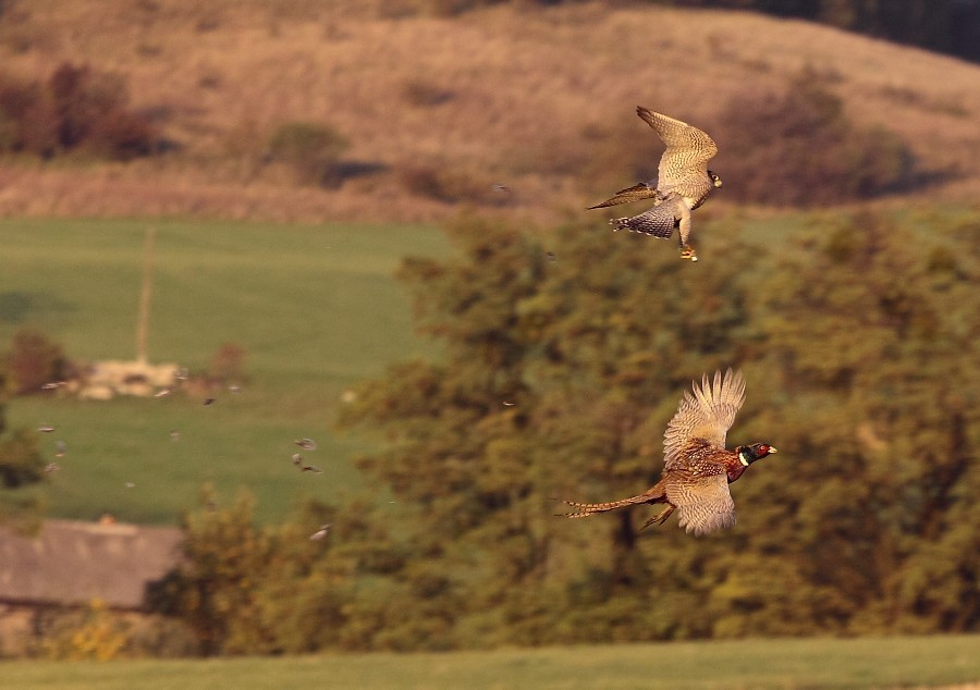 Sokół ścigający bażanta w locie nad otwartym terenem podczas polowania.