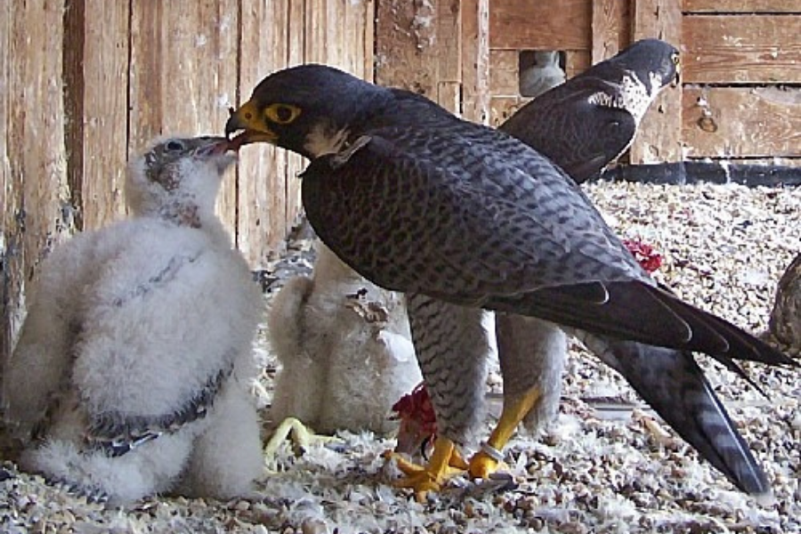 Sokół karmiący pisklę w drewnianej wolierze hodowlanej.