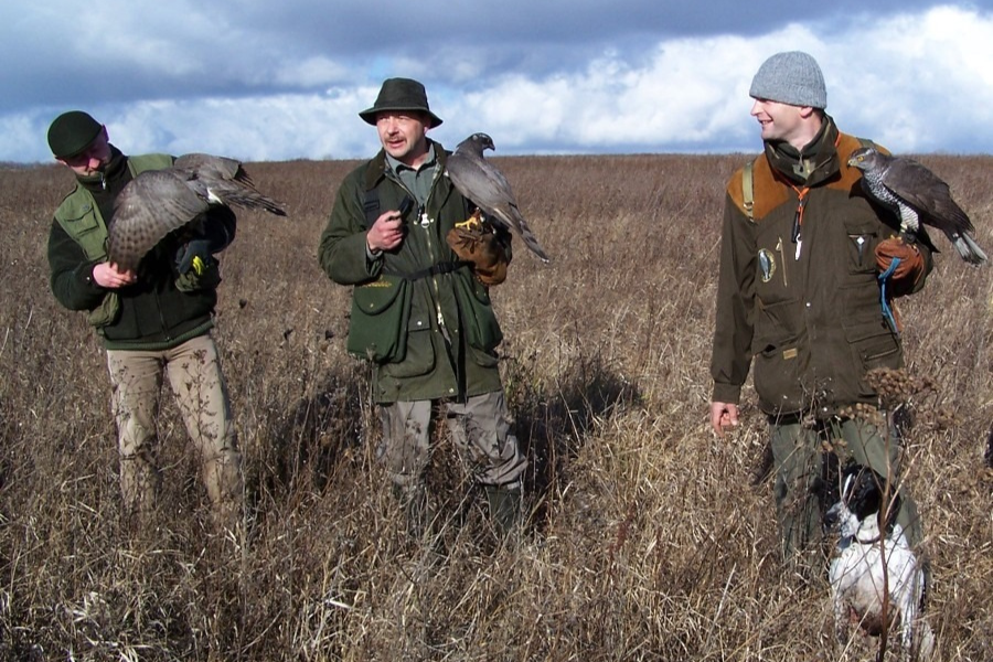 Trzech sokolników z ptakami drapieżnymi na rękawicach podczas polowania na otwartym terenie.