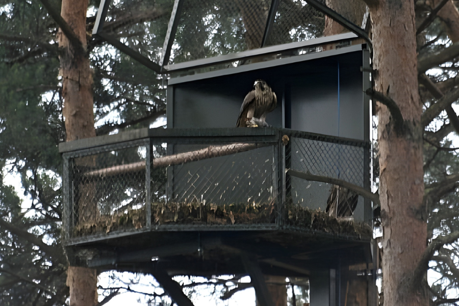 Sokół na platformie reintrodukcyjnej zamontowanej na drzewie, w ramach programu ochrony.