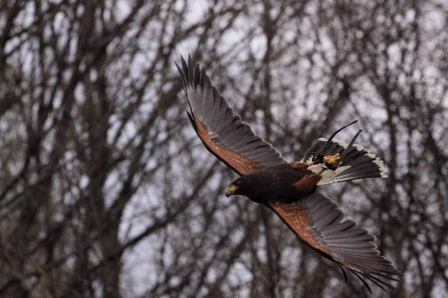 Sokół w locie z rozpostartymi skrzydłami podczas polowania, na tle zimowego lasu.