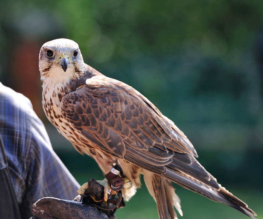 Sokół siedzący na rękawicy sokolnika, w tle rozmyte tło natury.