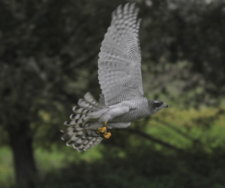 Ptak drapieżny w locie nad polaną, z szeroko rozpostartymi skrzydłami.