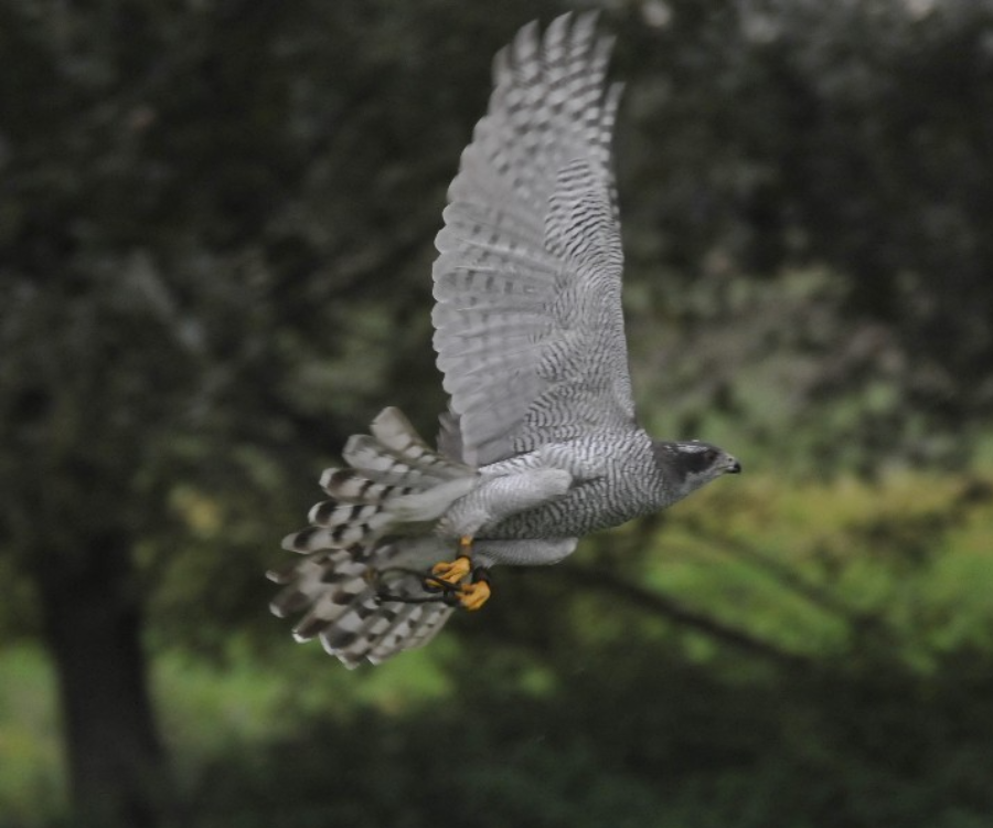 Ptak drapieżny w locie nad polaną, z szeroko rozpostartymi skrzydłami.