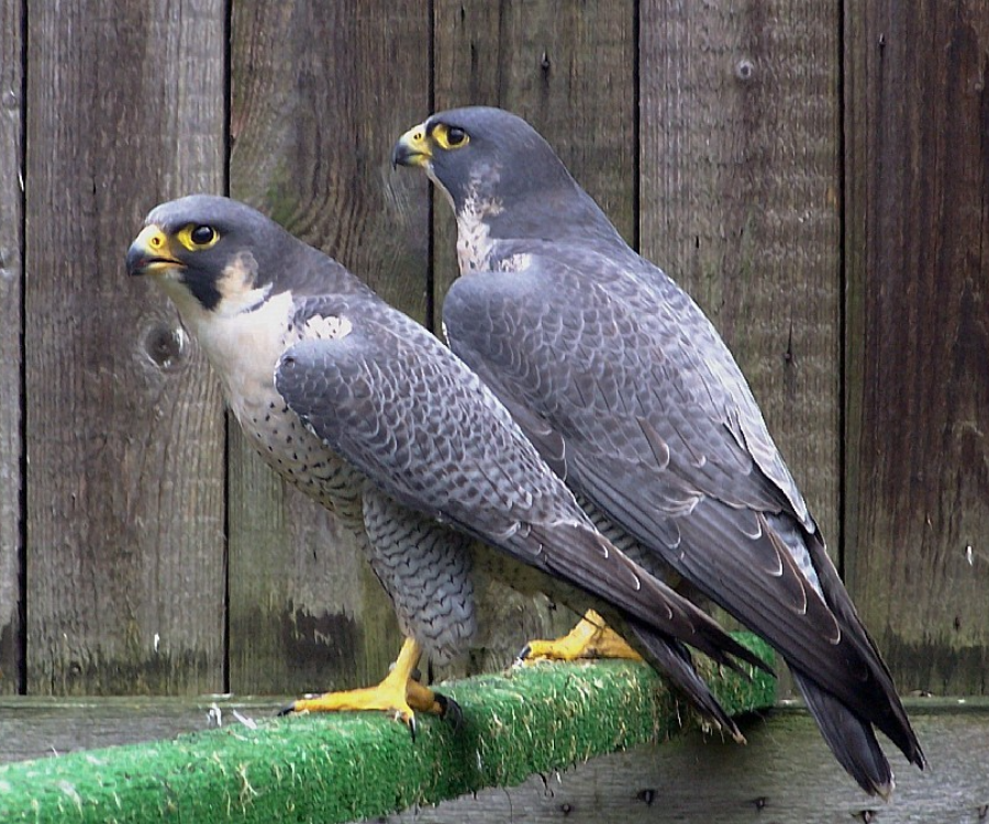Dwa sokoły siedzące obok siebie na żerdzi.