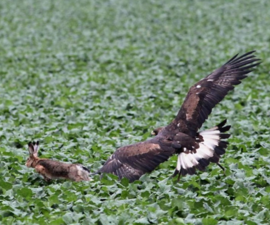 Ptak atakujący zająca podczas polowania.